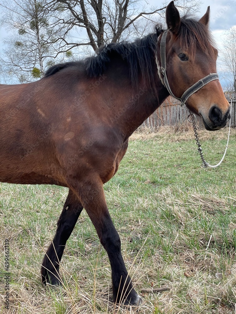 Fototapeta premium horse