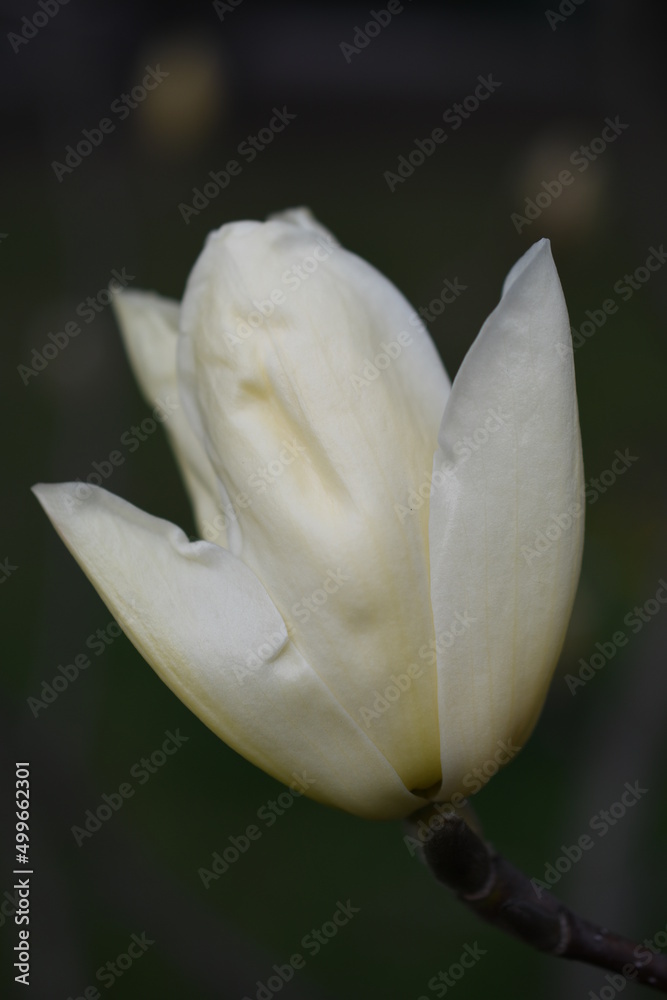 Obraz premium Magnolia