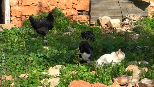 Kas, Turkey - 27th of January 2022: 4K Peaceful cats and hens in the yard
 photo