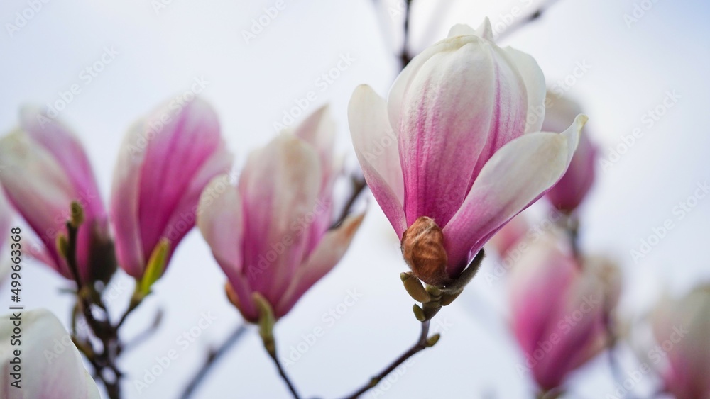 Close-up of pink magnolia flowers against the sky.Flowering garden,seasonal flowers.Spring flowers,beautiful card for mother's day,women's day.Macro photo of a large Japanese lily flower,Magnoliaceae. Close-up of pink magnolia flowers against the sky.Flowering garden,seasonal flowers.Spring flowers,beautiful card for mother's day,women's day.Macro photo of a large Japanese lily flower,Magnoliaceae.