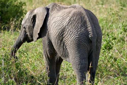 Wildlife in Tarengire National Park, Tanzania
