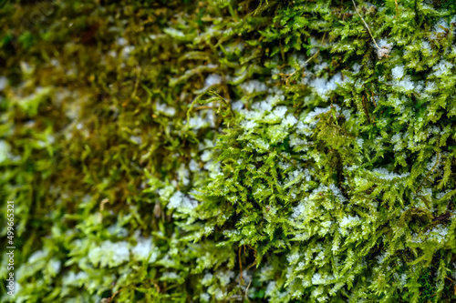 Green moss on a concrete surface
