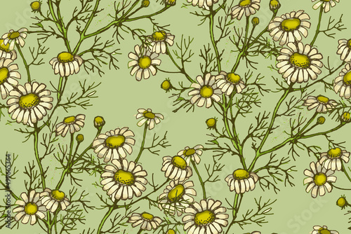 Chamomile. Seamless pattern. Suitable for fabric  wrapping paper and the like