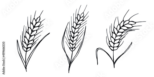 Vector hand drawn wheat illustration. Isolated doodle on white background. Harvest clipart. Farm market product.