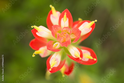 Indian Paintbrush 