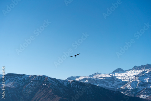 Black silhouette of Andean condor flying over snow-capped mountains, Chile
