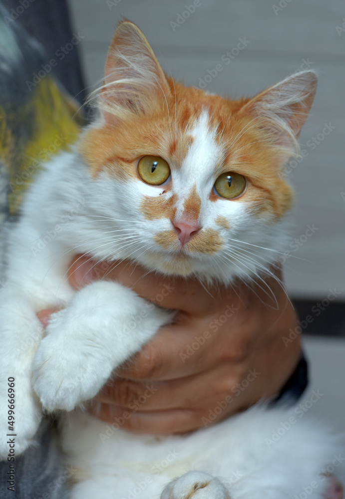 cute fluffy red with white cat in hands