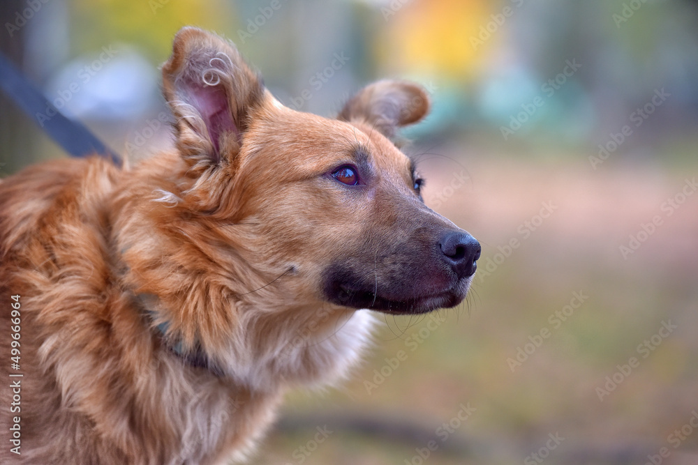 ginger mongrel dog at animal shelter ginger mongrel dog at animal shelter