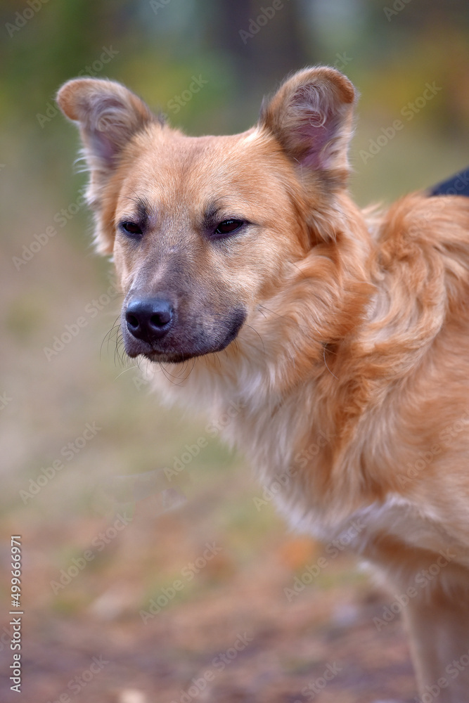 ginger mongrel dog at animal shelter