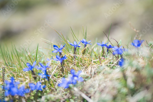Gentiane des neiges, Gentiana nivalis, en fleur dans les Pyrénées