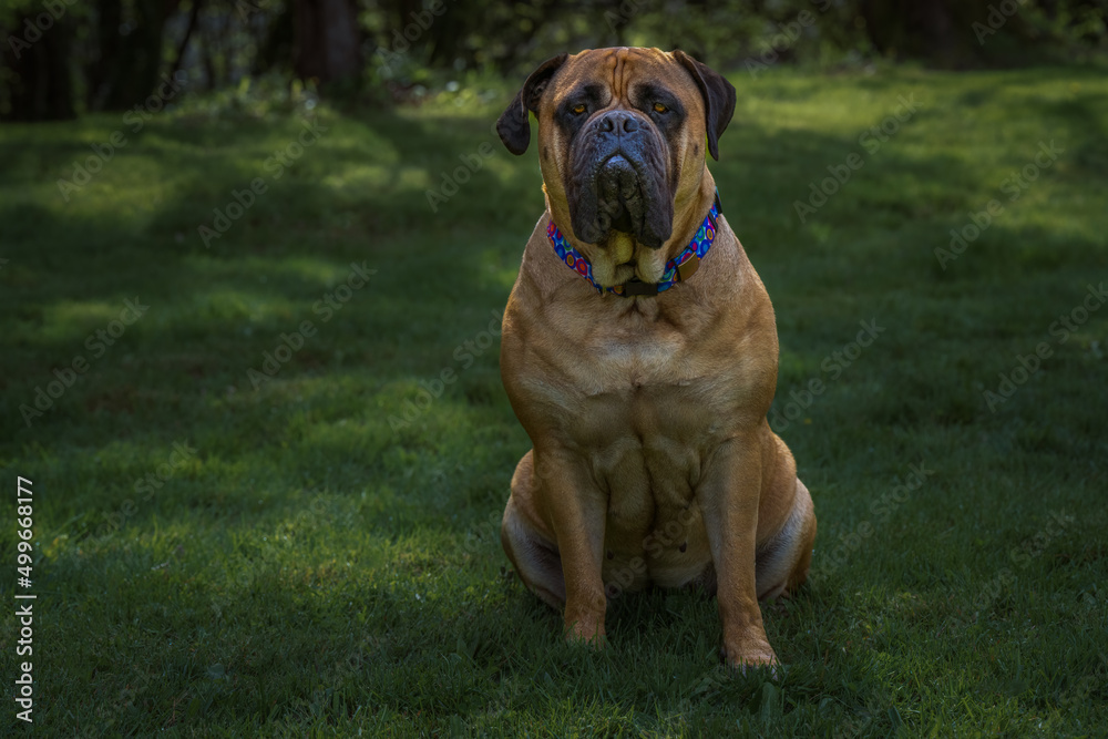 2022-04-16 A LARGE BULLMASTIFF WITH BRIGHT ORANGE EYES SITTING IN A DARK GREEN FIELD WEARING A MULTI COLORED COLLAR WITH A BLURRY BACKGROUND