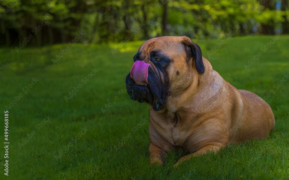 2022-04-17 A BULLMASTIFF LYING IN LUSH GREEN GRASS WITH A BLURRY BACKGROUND AND ITS TONGUE OUT ON MERCER ISLAND WASHINGTON