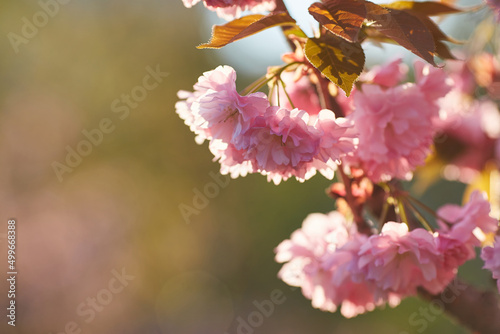 Light pink flowers of Sakura against blu sky. Shallow depth of field.