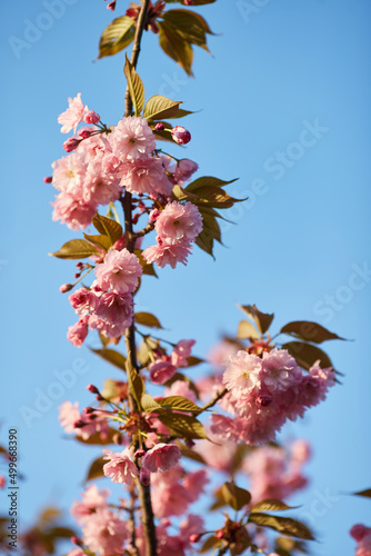Light pink flowers of Sakura against blu sky. Shallow depth of field.