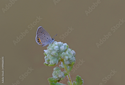 Jewel Butterfly (Chilades trochylus) on Plant photo