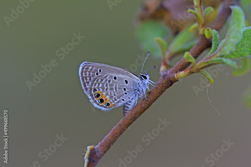 Jewel Butterfly (Chilades trochylus) on Plant photo
