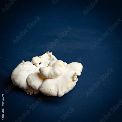 Oyster mushroom on a dark background
