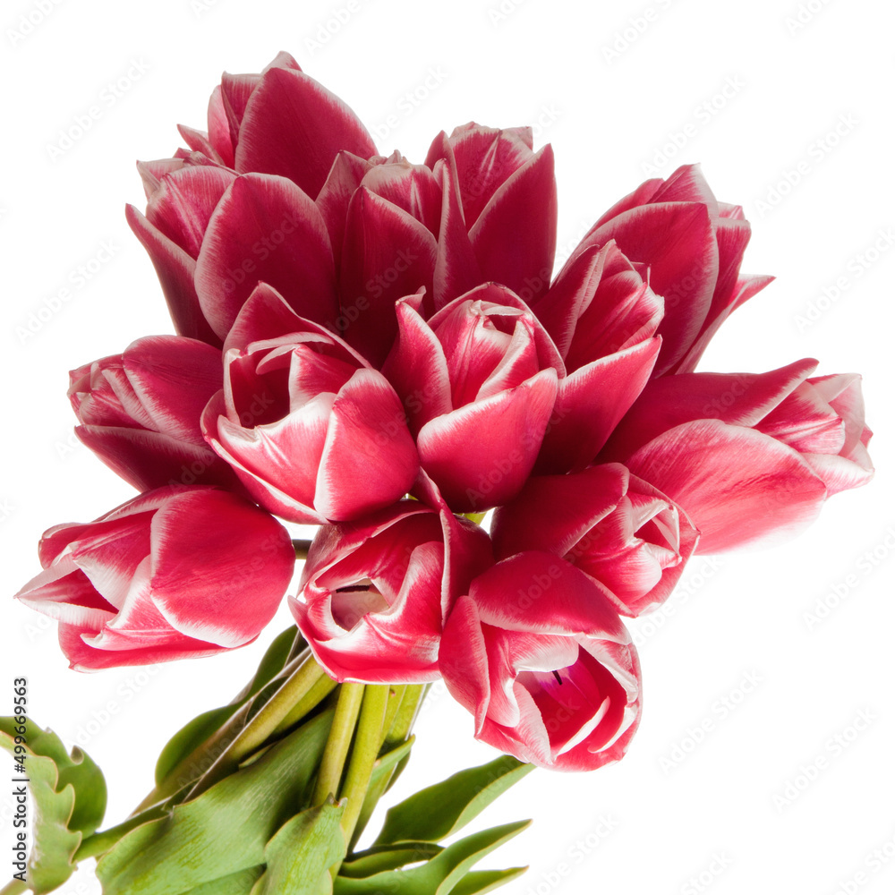 Grand bouquet of tulip flowers isolated on white background Grand bouquet of tulip flowers isolated on white background