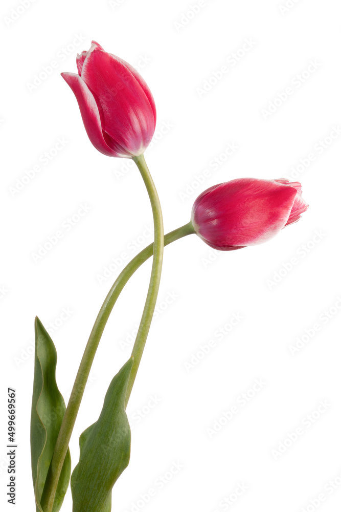 Two pink spring tulip flowers isolated on white background Two pink spring tulip flowers isolated on white background