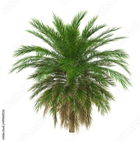 3D Green palm tree