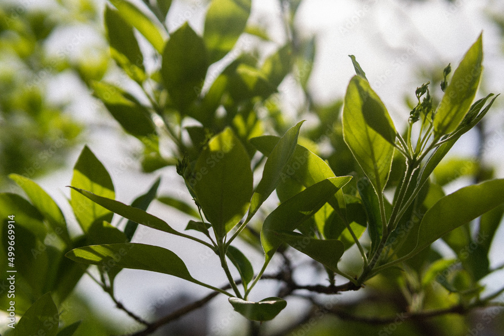 Obraz premium leaves