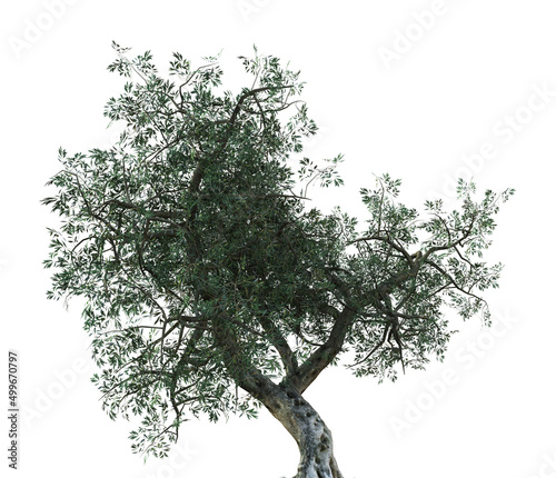 3D Olive tree isolated