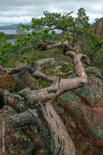 Crooked pines and Baltic sea, gulf of Bothnia, from the top of the rock in Skuleskogen national park, Sweden. Hiking along the High Coast trail, Hoha Kustenleden.