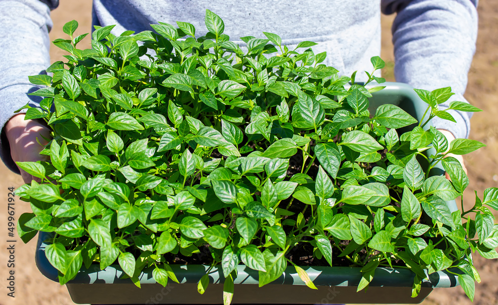 pepper seedlings in hands on the background of the garden.