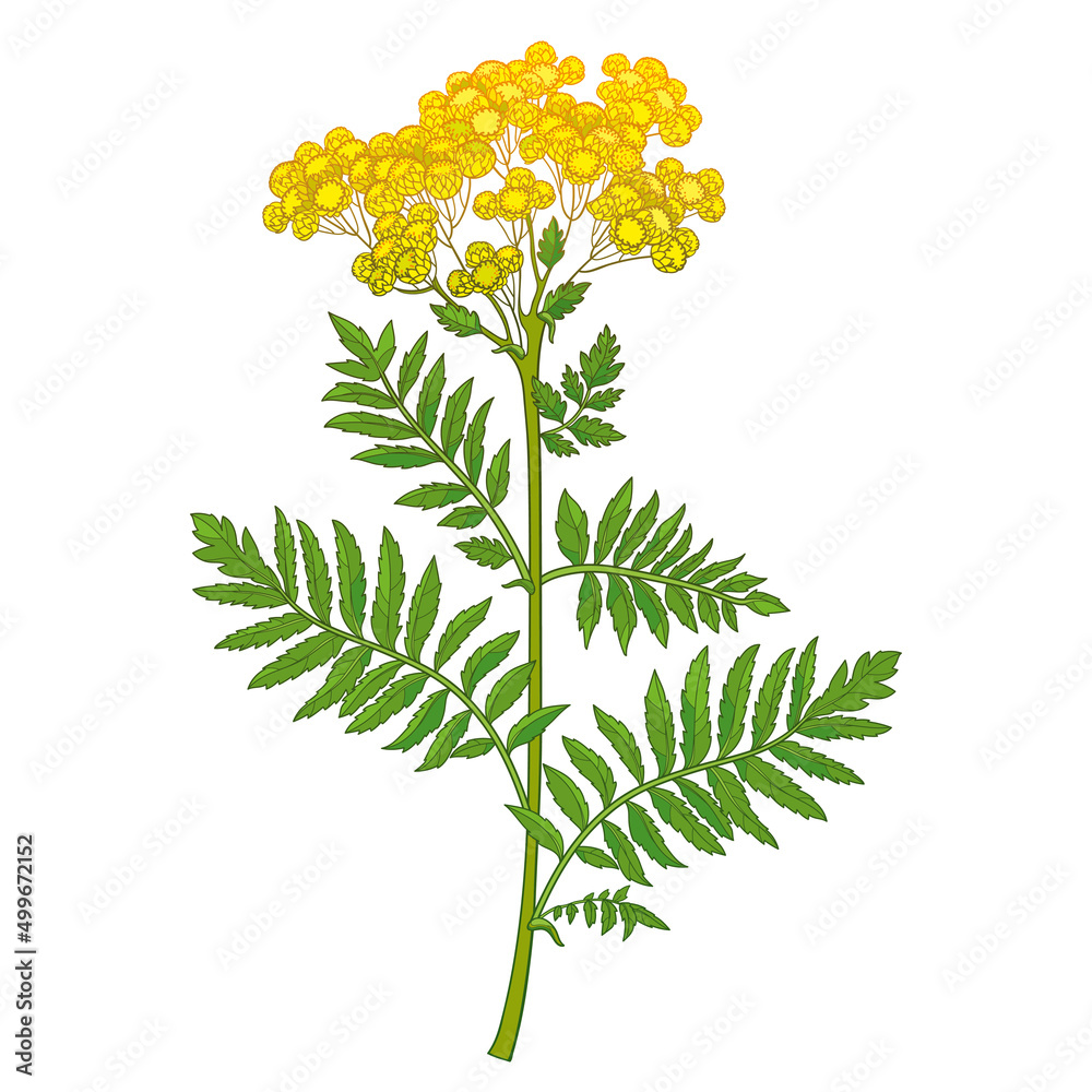 Branch of outline medicinal Tansy (Tanacetum vulgare) flower with buds and leaves isolated on white background. Branch of outline medicinal Tansy (Tanacetum vulgare) flower with buds and leaves isolated on white background.