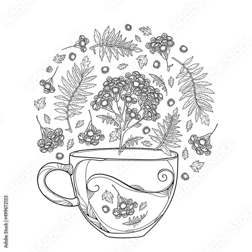 Outline cup of Tansy (Tanacetum vulgare) herbal tea with flowers and leaves in black isolated on white background. 