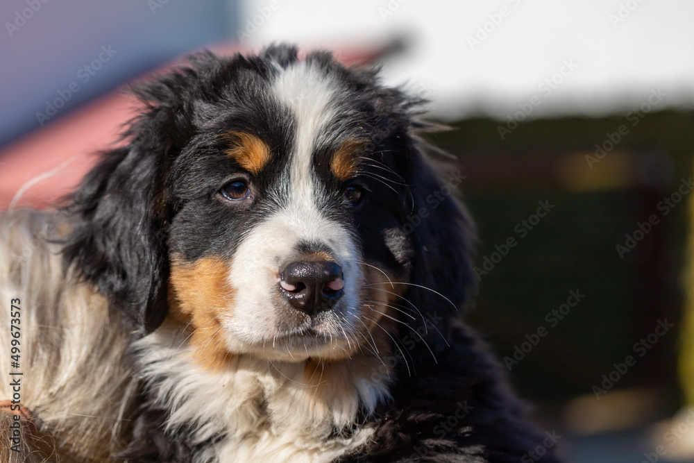 Puppy Bernese Mountain Dog eight weeks old. Puppy Bernese Mountain Dog eight weeks old.