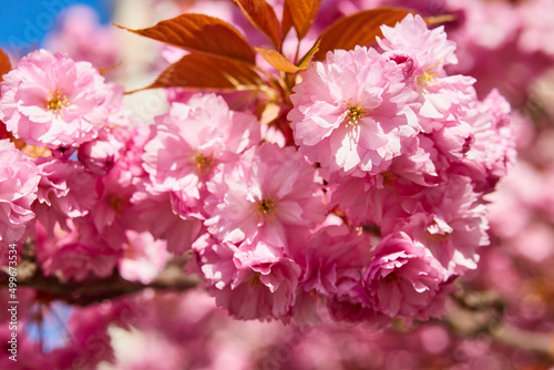 Spring blossoming sakura tree with beautiful pink flowers. Cherry blossom close up