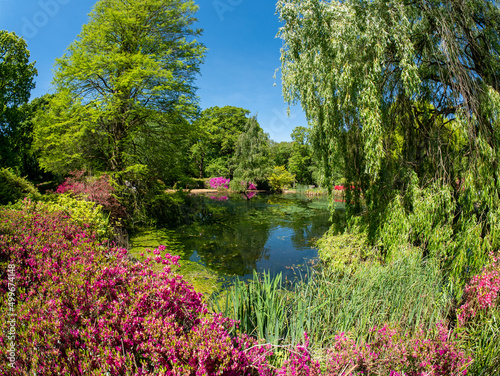 Beautiful Isabella Plantation garden in Richmond Park in the summer season, London photo