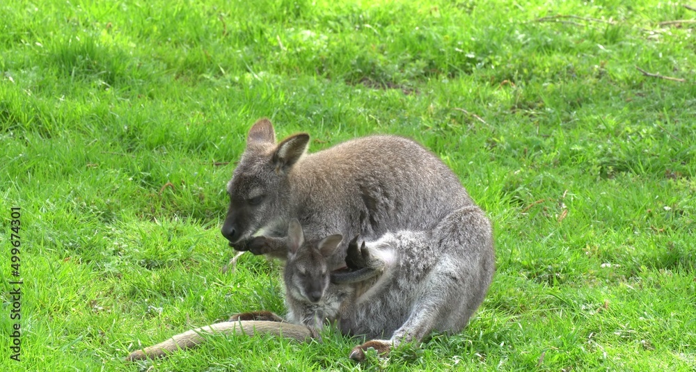 kangaroo in the grass kangaroo in the grass