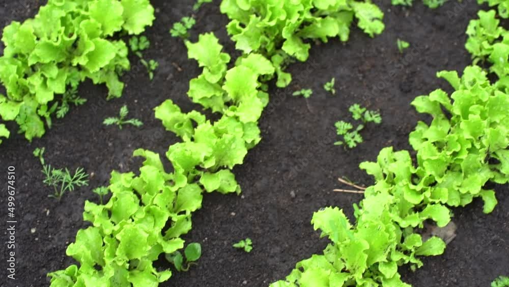 Top view. Growing green leaf lettuce in a garden bed. Green salad plants in the open ground in a row. High quality FullHD footage