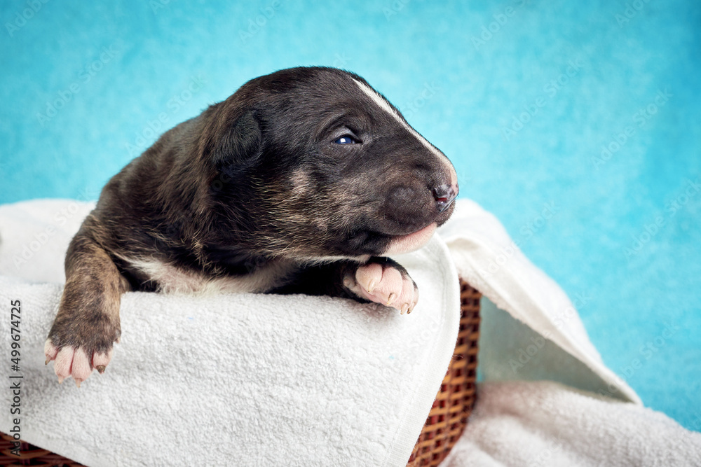 Cute bull terrier puppy sleeping. Miniature newborn pet 10 days old lies on a white background. Bullterrier puppy - studio portrait. Cute bull terrier puppy sleeping. Miniature newborn pet 10 days old lies on a white background. Bullterrier puppy - studio portrait.