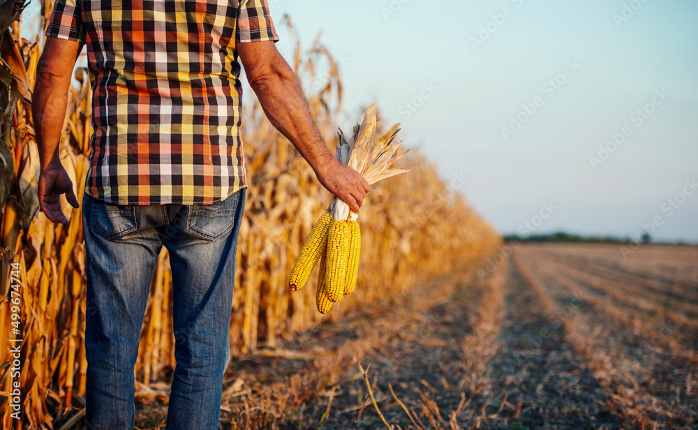 The crop is good this year. Farmer picking corn in the field, close up photo. Agricultural concept
