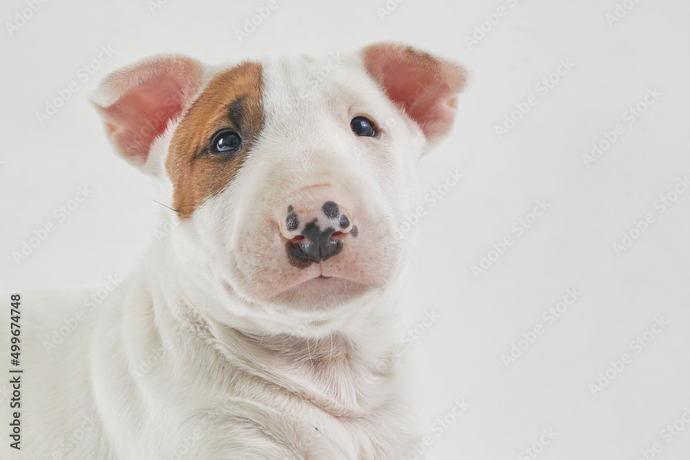 Bull terrier dog isolated against grey background. Studio portrait. Miniature bull terrier puppy posing on shot.