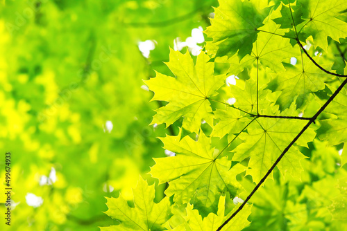 Spring landscape  background - view of the maple leaves on the branch in the deciduous forest on a sunny day  closeup  with space for text