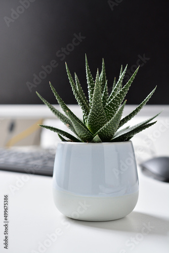 Potted haworthia on a desk. biophilic design concept. 