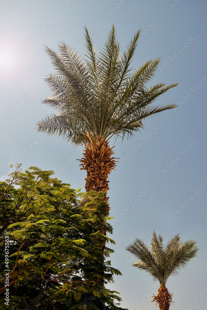 Palm tree and deciduous tree against clear blue sky on hot sunny day. Exotic African trees. Vertical photo. Copy space for text. Selective focus. Palm tree and deciduous tree against clear blue sky on hot sunny day. Exotic African trees. Vertical photo. Copy space for text. Selective focus.