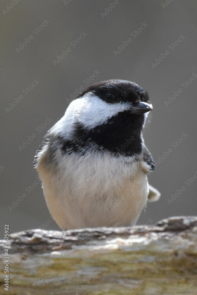 Obraz premium Black Capped Chickadee