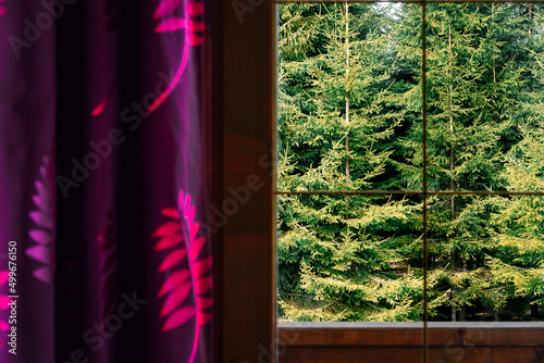 Window with curtain and conifeous trees photo