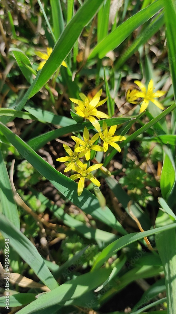 Gagea lutea