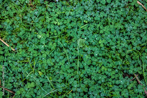 Clovers