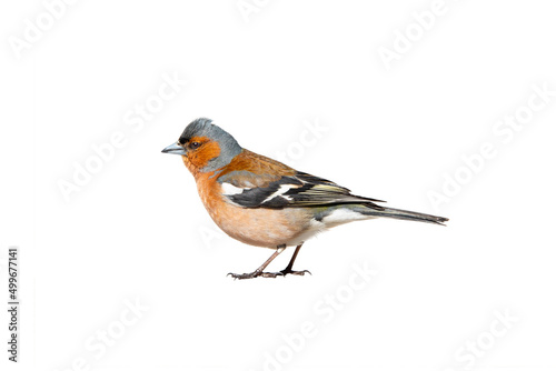 finch profile isolated on white background