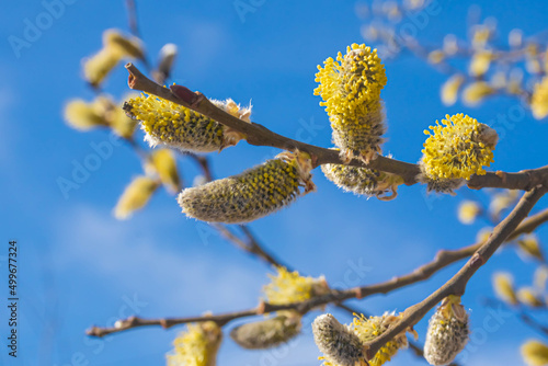 Branches of flowering willow in early spring. Willow flowers with yellow stamens against a blue sky close-up.
