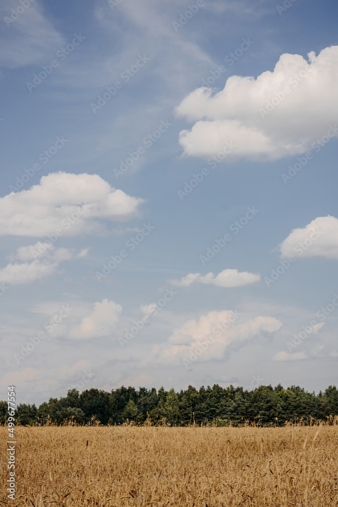 Golden wheat field, forest belt and clear blue sky with clouds on a sunny day. Ripe golden spikelets of wheat. Landscape Golden wheat field, forest belt and clear blue sky with clouds on a sunny day. Ripe golden spikelets of wheat. Landscape