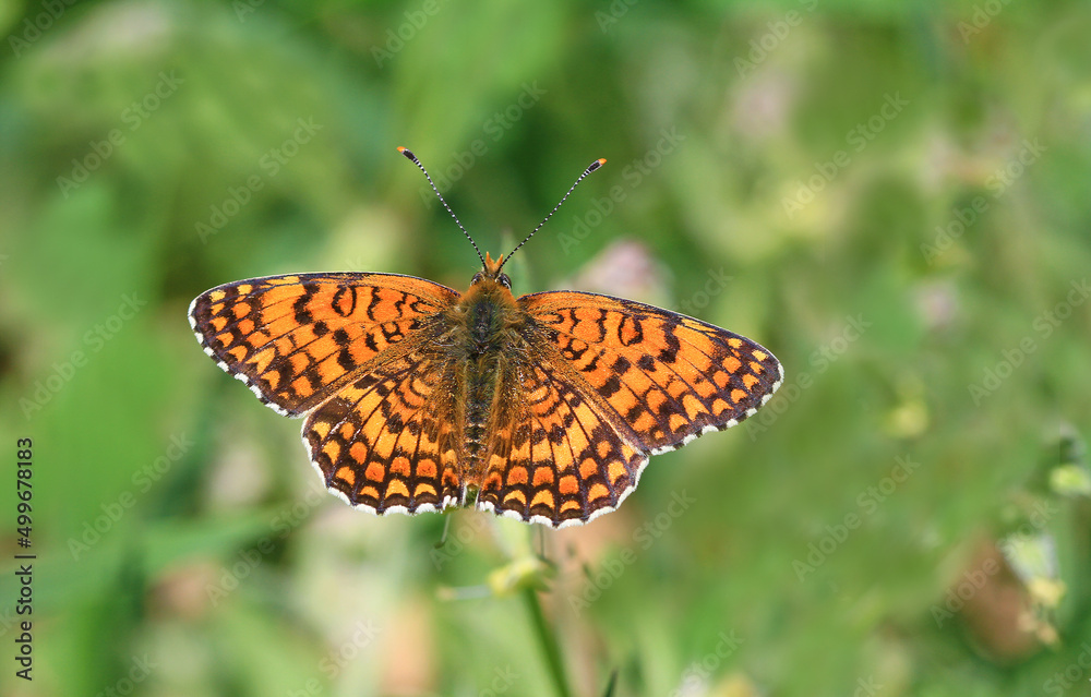 Algerian Iparkhan butterfly (Melitaea ornata) on plant