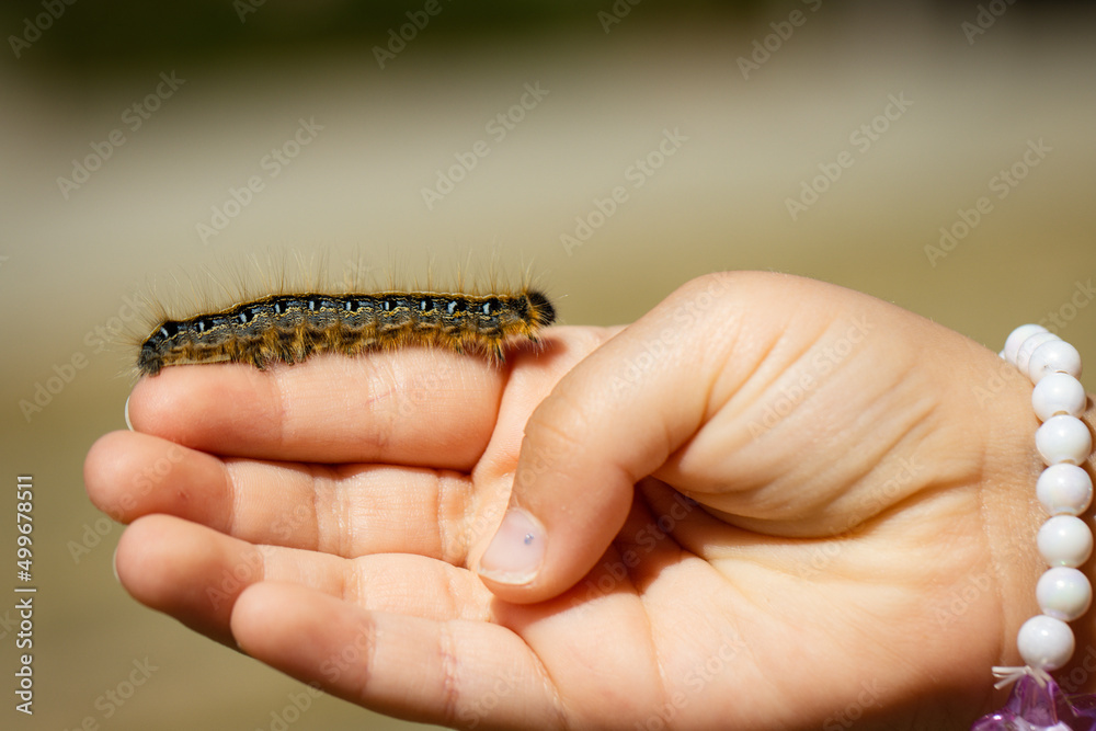 Caterpillar in hand Closeup Caterpillar in hand Closeup